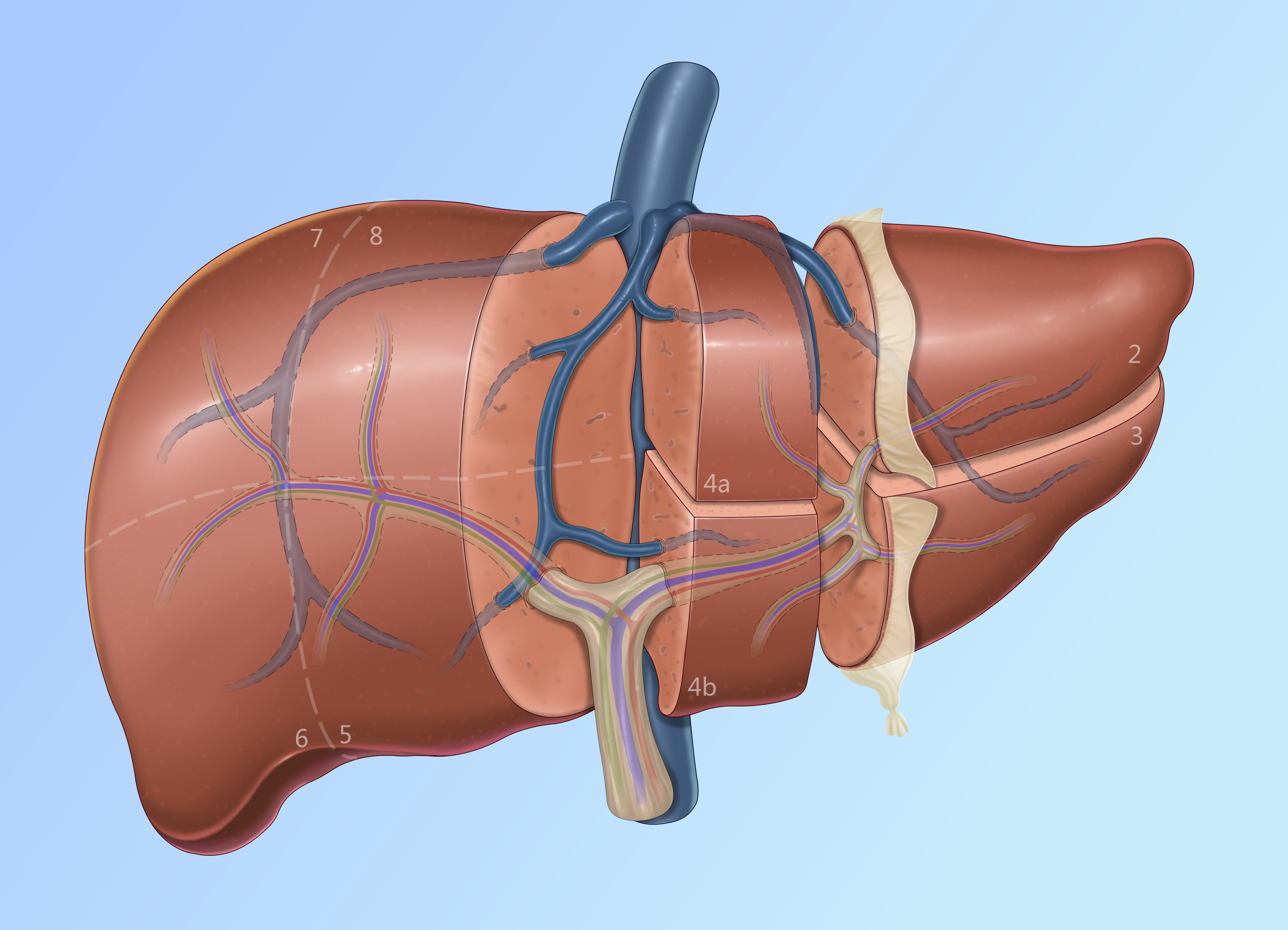 Medical Illustration